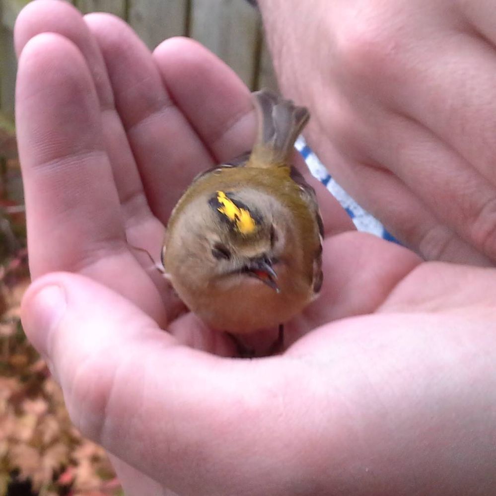 GoldCrest.jpg