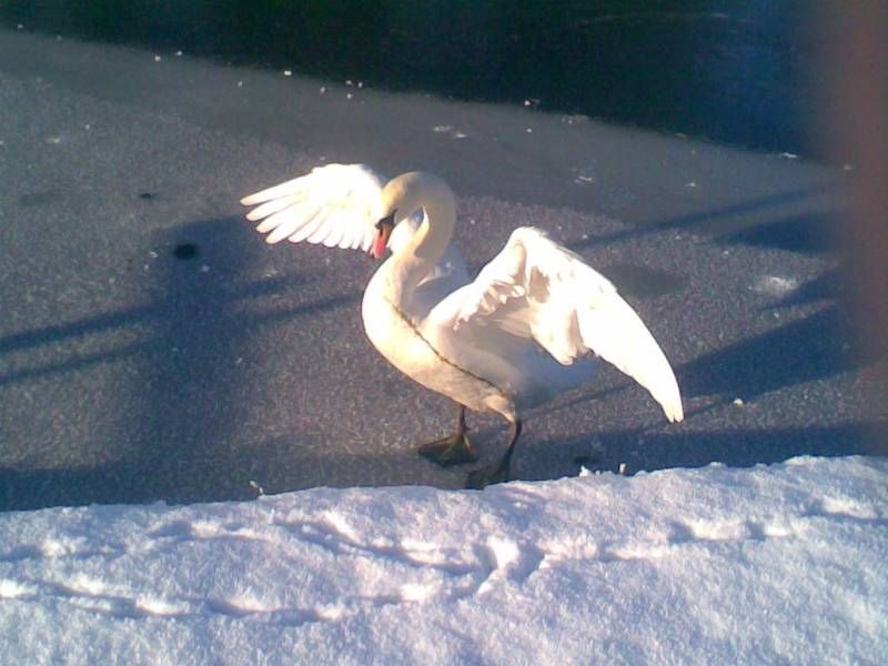 Swan wings.jpg